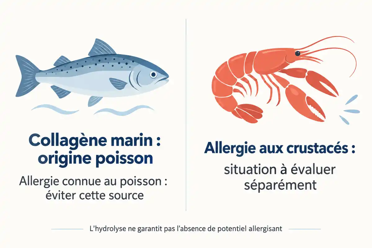 L’origine poisson du collagène marin appelle une précaution en cas d’allergie au poisson ; l’allergie aux crustacés s’évalue séparément.
