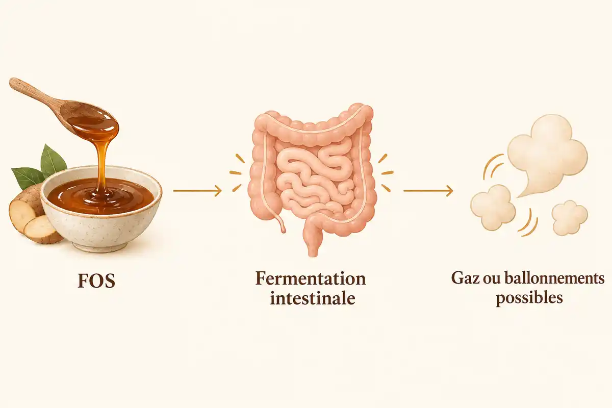Les FOS du sirop de yacon peuvent fermenter dans l’intestin et produire des gaz, sans entraîner nécessairement de gêne chez chacun.